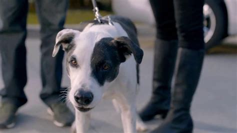 2013 Honda CR-V TV commercial - Growling Dog