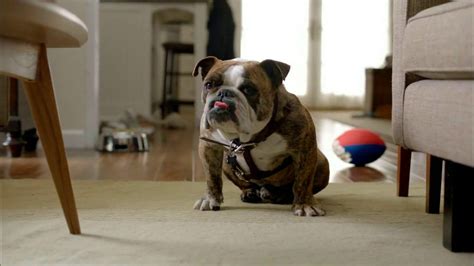 2013 Volkswagen Jetta TV commercial - Bulldog Dirty Old Egg-Sucking Dog Song