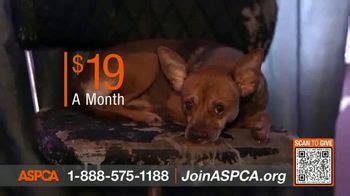 ASPCA TV Spot, 'Wanted, Cherished, Loved: $19 a Month'