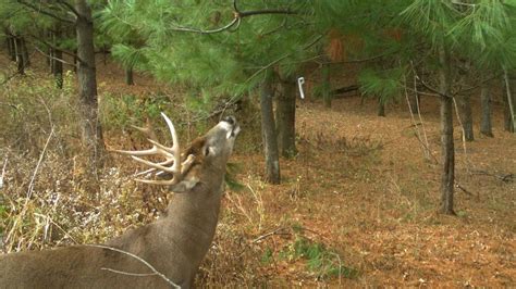 ATA Deer Protection Program TV Spot, 'CWD Facts'