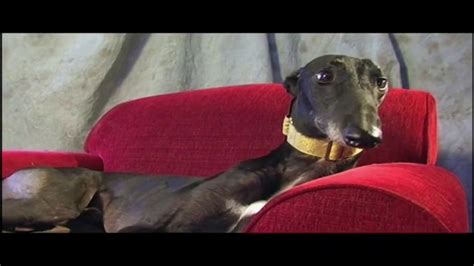 Adopt a Greyhound.org TV Spot, 'Long-Term Commitment' created for Adopt a Greyhound.org