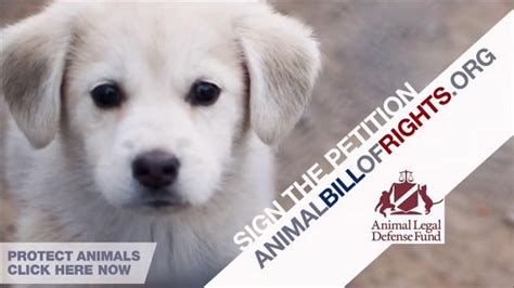 Animal Legal Defense Fund TV Spot, 'Sign the Animal Bill of Rights'