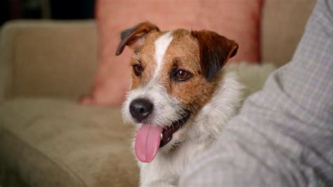 Bank Amerideals TV Spot, 'Talking To Dog'