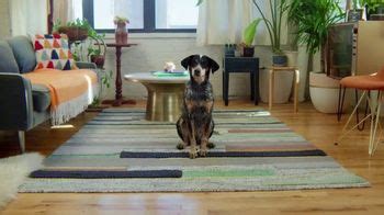 BarkBox TV Spot, 'Dog Fantasy'
