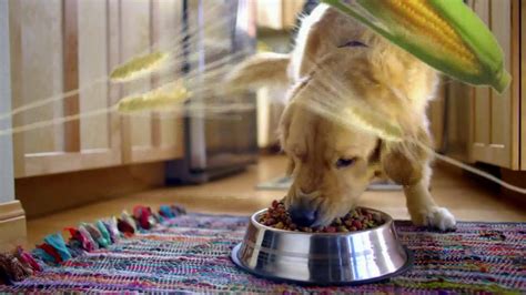 Beneful TV Spot, 'Playing Catch' created for Purina Beneful
