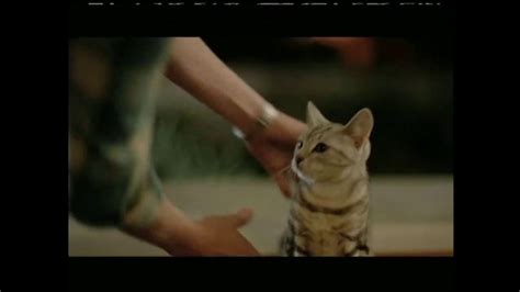 Best Friends Animal Society TV Spot, 'Caught' Song by Paula Cole