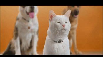 Best Friends Animal Society TV Spot, 'Gatitos'