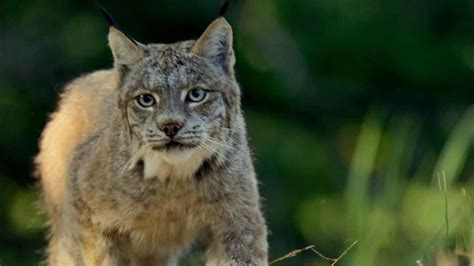 Blue Buffalo Wilderness TV Spot, 'Wild Cat'