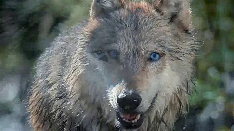 Blue Buffalo Wilderness TV Spot, 'Wolf' created for Blue Buffalo