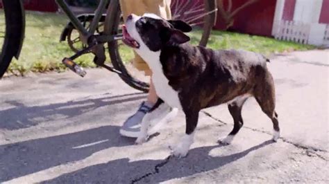 Bobs From SKECHERS TV Spot, 'Pets Saved' featuring Lindsey Alena