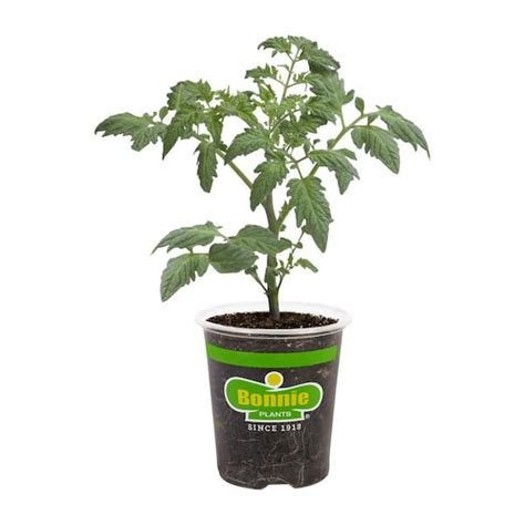 Bonnie Plants 19.3 oz. Vegetables & Herbs logo