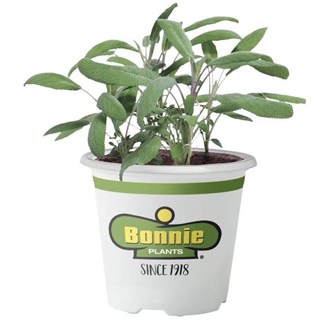 Bonnie Plants 4.5 Inch Herbs & Vegetables logo
