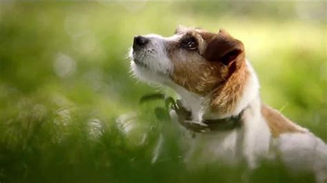 Bravecto TV commercial - Meet Jack the Bravecto Dog
