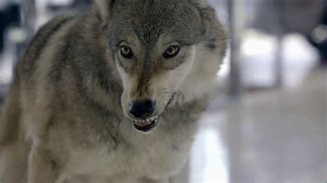 Cars.com 2013 Super Bowl TV Spot, 'Wolf Drama' featuring Sharon Battle