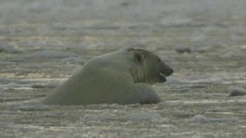 Center for Biological Diversity TV Spot, 'Polar Bear'