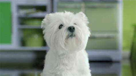 Cesar TV commercial - Every Dog