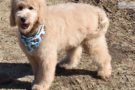 Chubby Puppies Goldendoodle