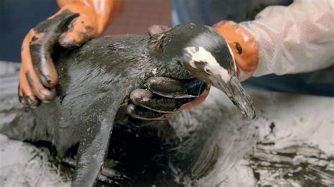 Dawn TV Spot, 'Cleaning Oil Spills'