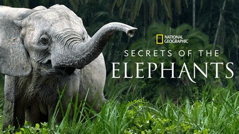 Disney+ Secrets of the Elephants logo