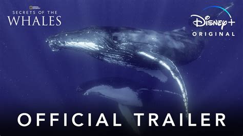 Disney+ TV Spot, 'Secrets of Whales'