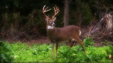 Drury Outdoors Deercast TV Spot, 'The Results Are In' created for Drury Outdoors