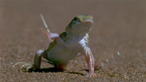 Esurance TV Spot, 'Dollars: Talking Lizard' created for Esurance