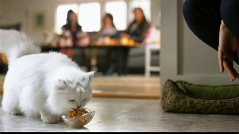 Fancy Feast Delights with Cheddar TV Spot, 'Cheese Tray'