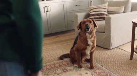 Filtrete TV Spot, 'Let's Clear the Air: Dog'