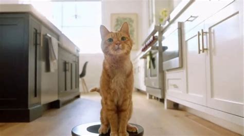 Fresh Step Clean Paws TV Spot, 'Cat on Glass'