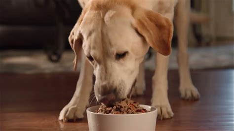 Freshpet TV Spot, 'In Disguise' created for Freshpet