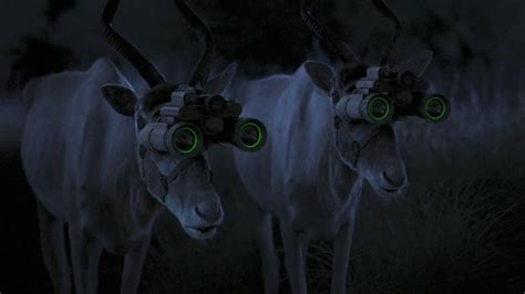 GEICO TV commercial - Antelope with Night Vision Goggles