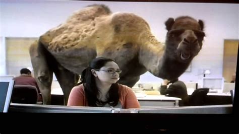 GEICO TV commercial - Camel on Hump Day