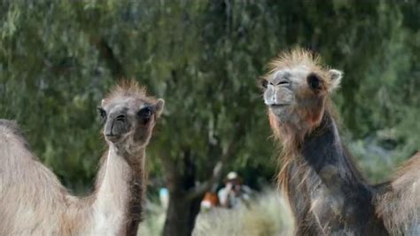 GEICO TV Spot, 'Camels: It's What You Do' featuring Jenn Schatz