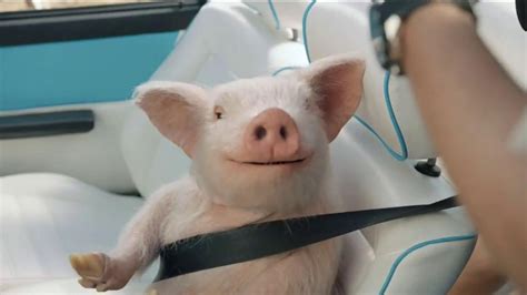 GEICO TV Spot, 'Maxwell the Piggy Gets Pulled Over' created for GEICO