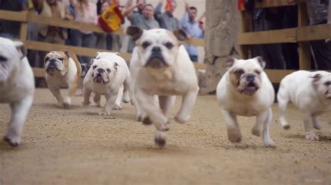 GEICO TV commercial - Running of the Bulldogs