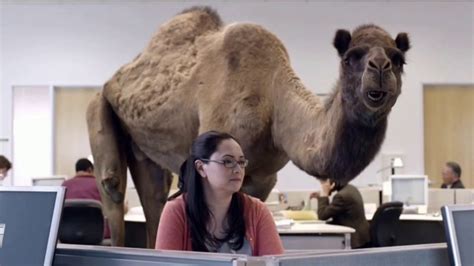 GEICO TV commercial - The Best of GEICO: Hump Day