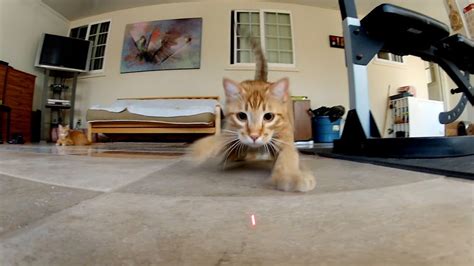 GoPro HERO3 TV commercial - Laser Cats