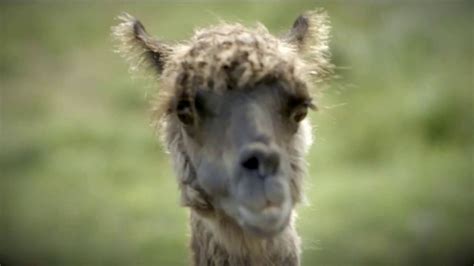 Heifer International TV commercial - No Ordinary Gift: Llama