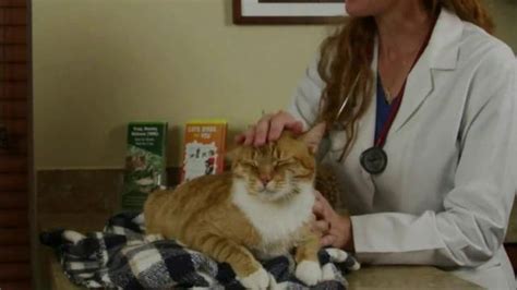 Hillsborough Animal Health Foundation TV Spot, 'Keep Cats Indoors'