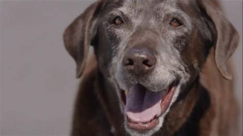 Iams TV Spot, 'A Boy and His Dog Duck' featuring Cooper Friedman