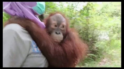 International Animal Rescue TV commercial - Act Now: Save the Orangutan