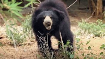International Animal Rescue TV commercial - Bean the Sloth Bear