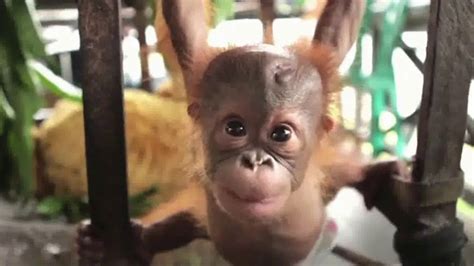 International Animal Rescue TV Spot, 'Joyce the Orangutan'