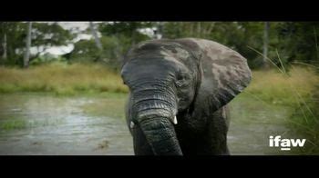 International Fund for Animal Welfare TV commercial - Endangered Animals