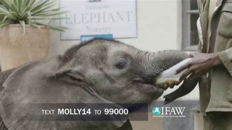International Fund for Animal Welfare TV commercial - Molly the Elephant