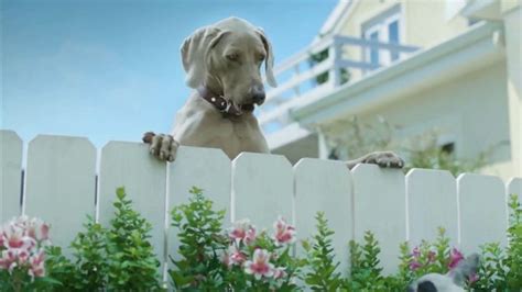 K9 Advantix II TV Spot, 'Neighbor Dogs'