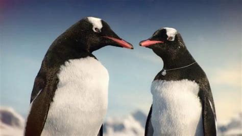 Kay Jewelers Diamonds in Rhythm TV Spot, 'Penguin Kiss: Christmas: Save 30'