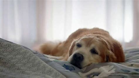 Kmart Home Sale TV Spot, 'Sleep Like a Dog' featuring Carrie Olsen