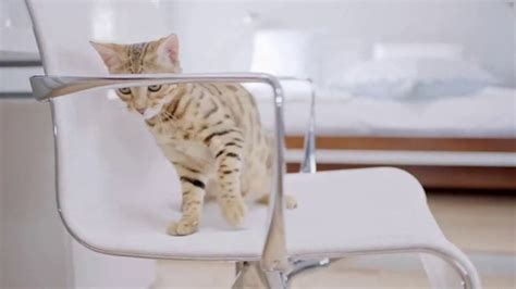 Litter-Robot TV Spot, 'Spend More Time Loving Your Cat' created for Litter-Robot