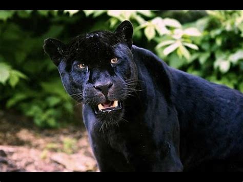 National Geographic TV commercial - Save Big Cats: Jaguar